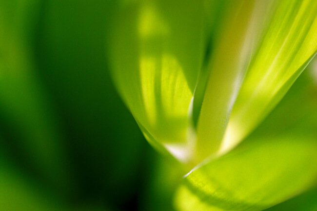 Luminous Luminous