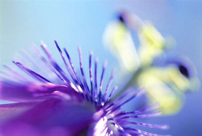 Passiflora Passiflora