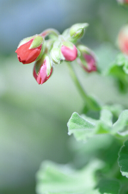 Geranium Geranium