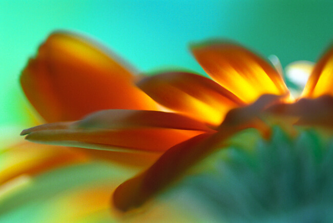 Diaphanous Diaphanous
