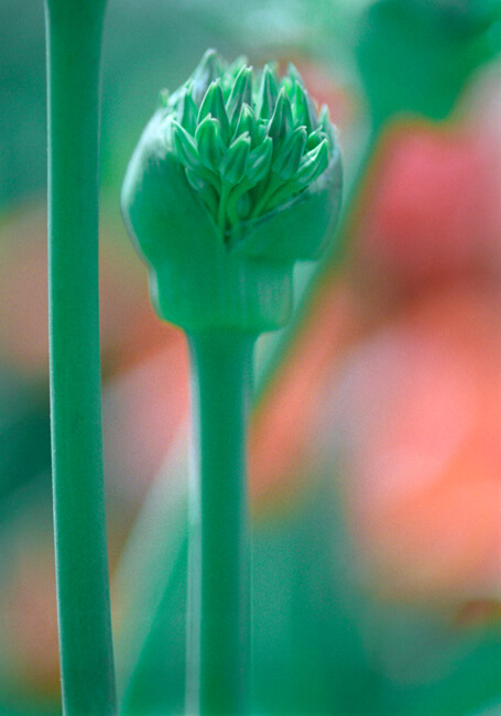 Prairie Onion Prairie Onion