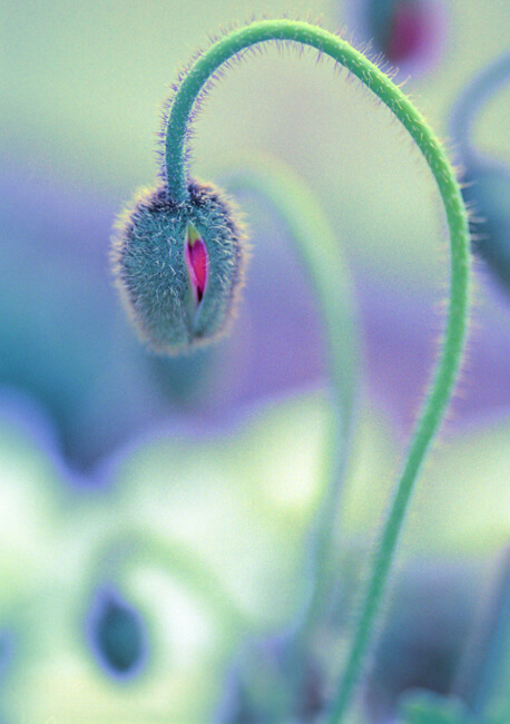 Bourgeons Bourgeons