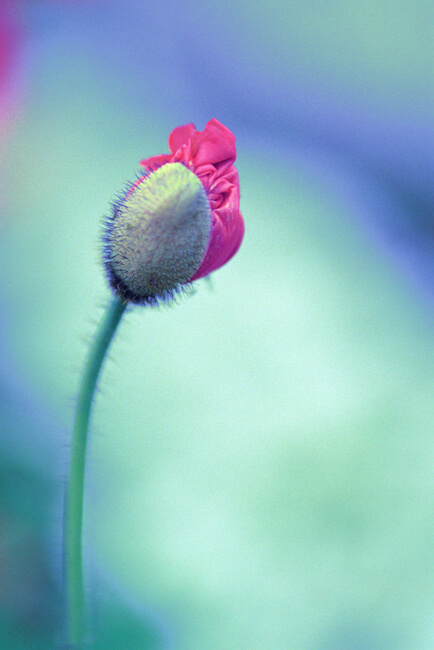 Unfurling Unfurling
