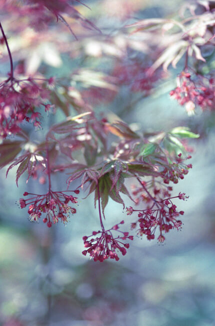 Japanese Maple Japanese Maple