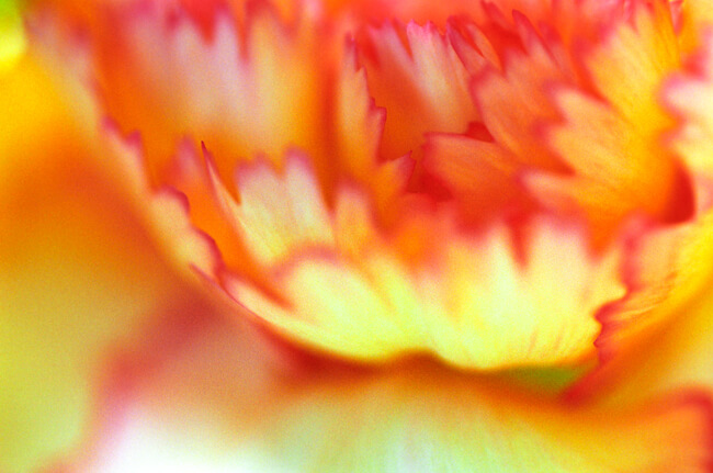 Carnation Carnation