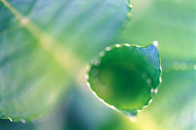 Verdure #2 Verdure #2