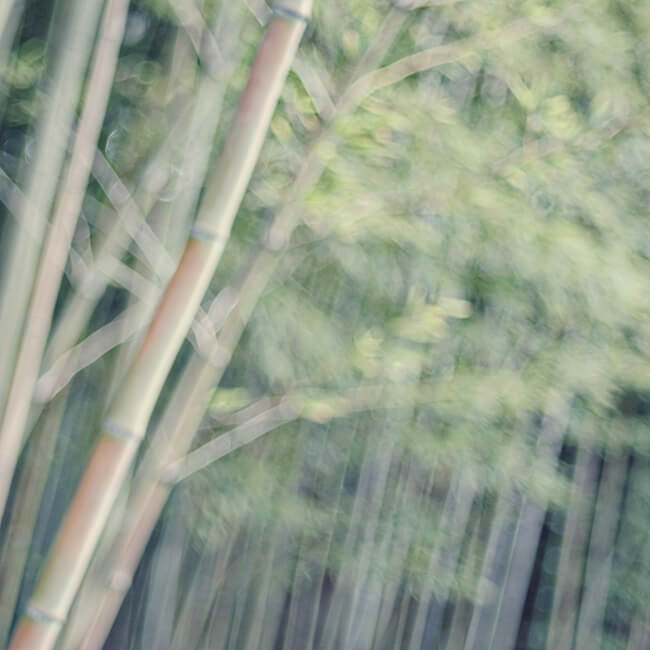 Bamboo Grove Bamboo Grove