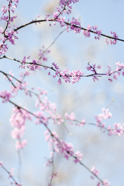 In full bloom In full bloom