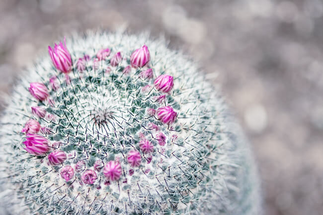 Bejeweled Bejeweled