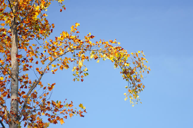 Autumn's Glow Autumn's Glow