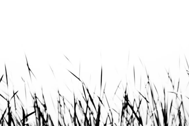 Susurration Susurration