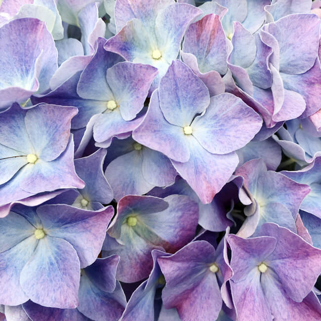Of late spring Of late spring