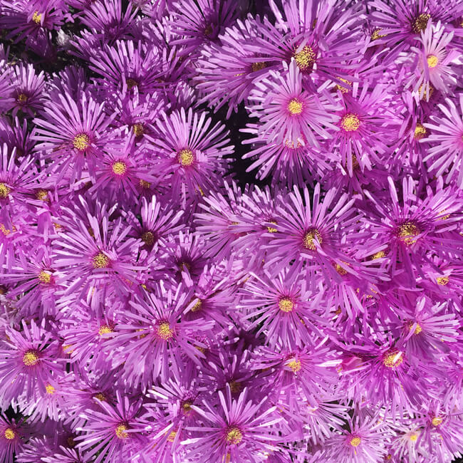 Florescence #2003 Florescence #2003