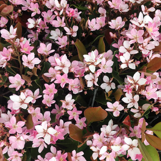 Florescence #2008 Florescence #2008