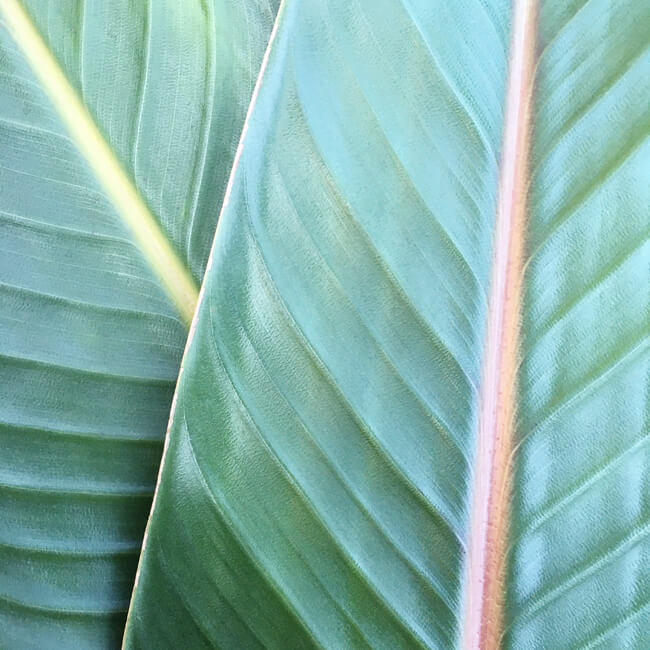 Tropical Tropical