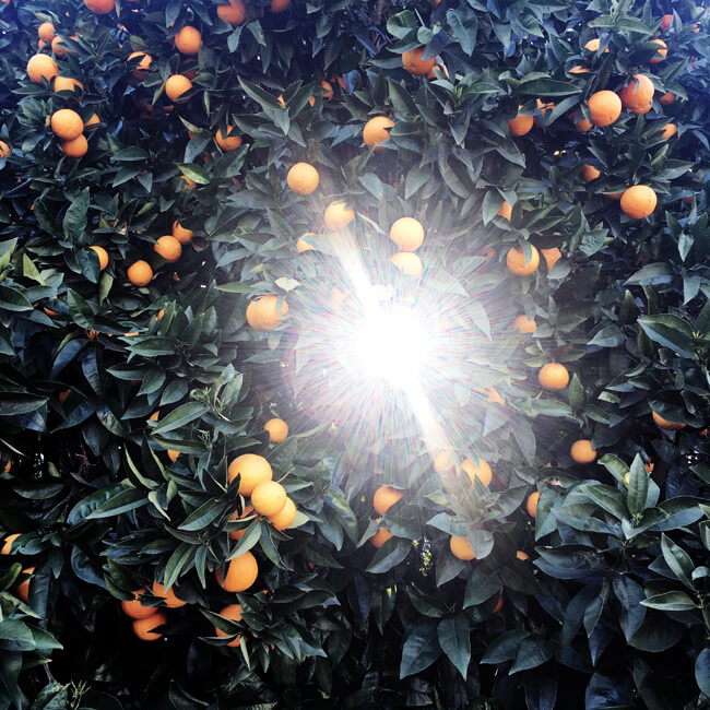 Sunburst Sunburst