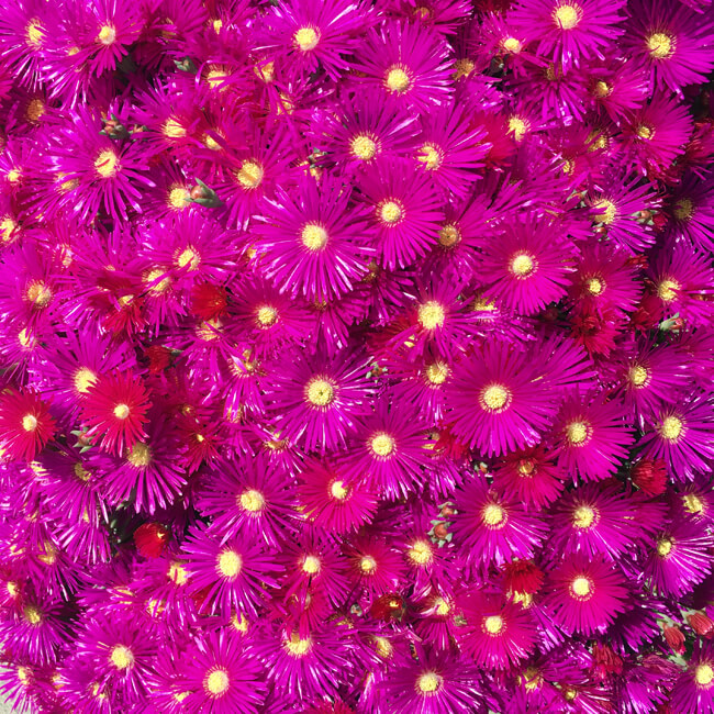 Florescence #2105 Florescence #2105