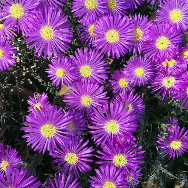 Florescence #2108 Florescence #2108