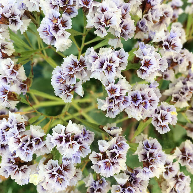 Florescence #2104 Florescence #2104