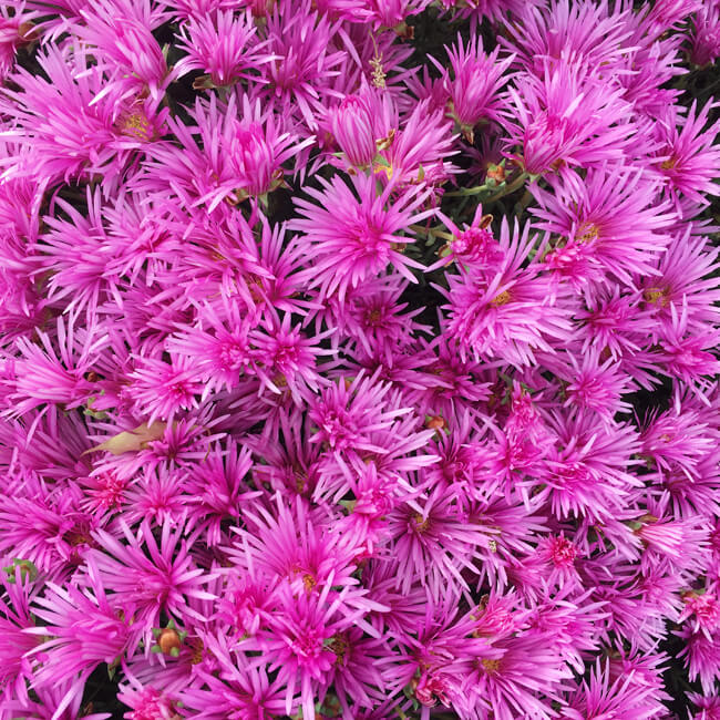 Florescence #2207 Florescence #2207