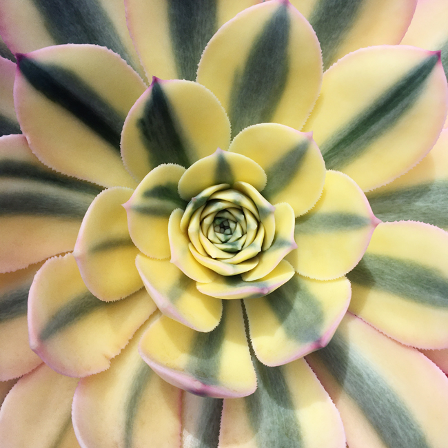 Rosette #237 Rosette #237