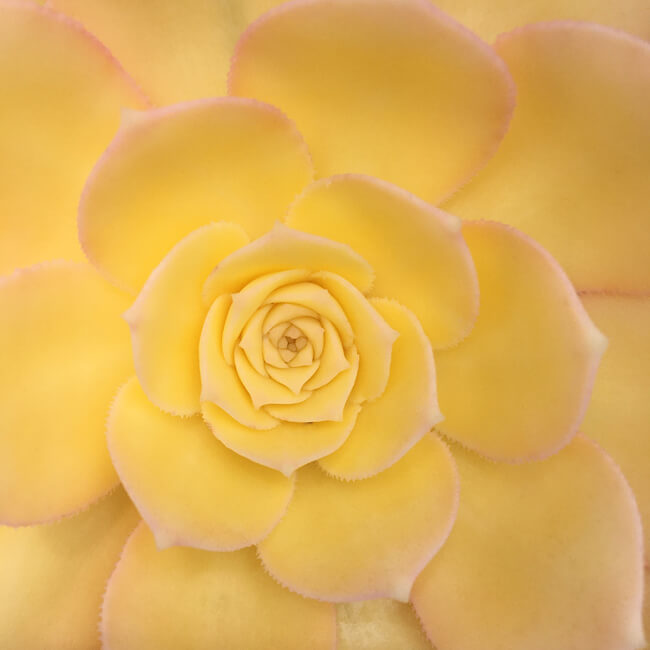 Rosette #238