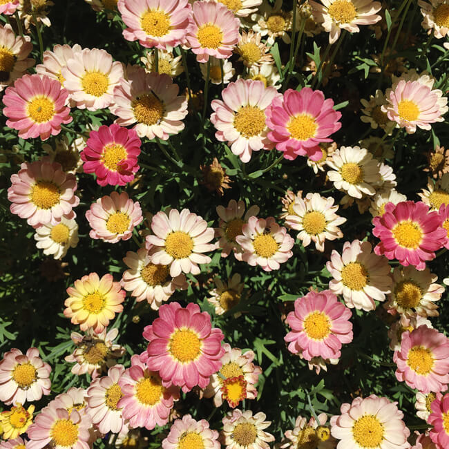Florescence #2308 Florescence #2308