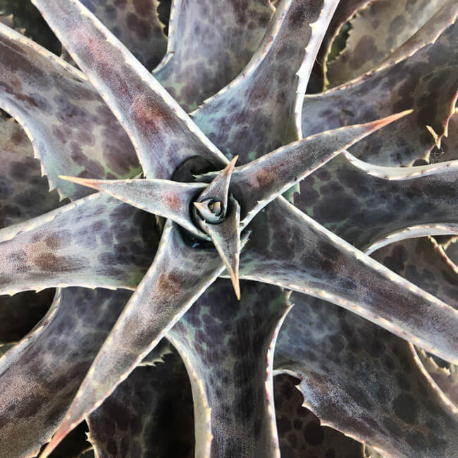 Rosette #247 Rosette #247