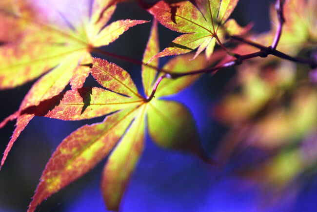 Luminescence Luminescence