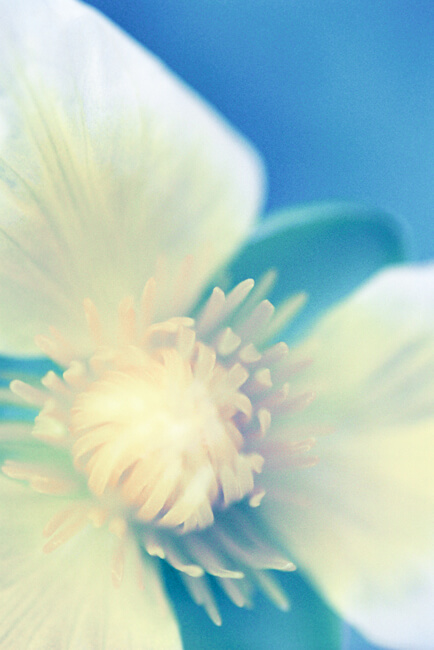 Longings of the Heart Longings of the Heart