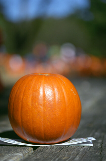 Happy Halloween Happy Halloween