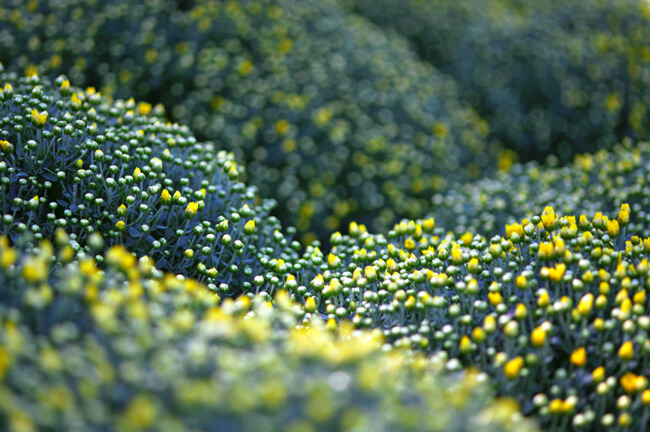 In the hills of mums In the hills of mums