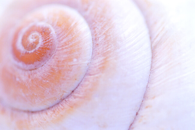 Seashells: #26919 Seashells: #26919