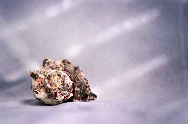 Seashell Study I (Simplicity) Seashell Study I (Simplicity)