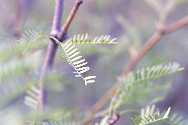 Colors of the Desert: #2702 Colors of the Desert: #2702