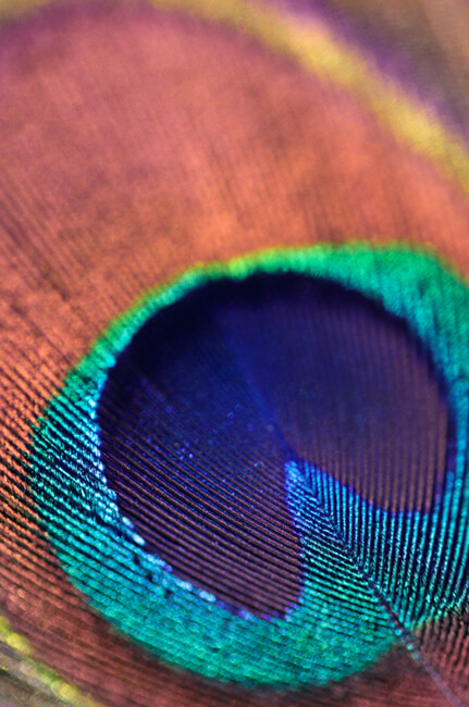 Peacock Eye Peacock Eye