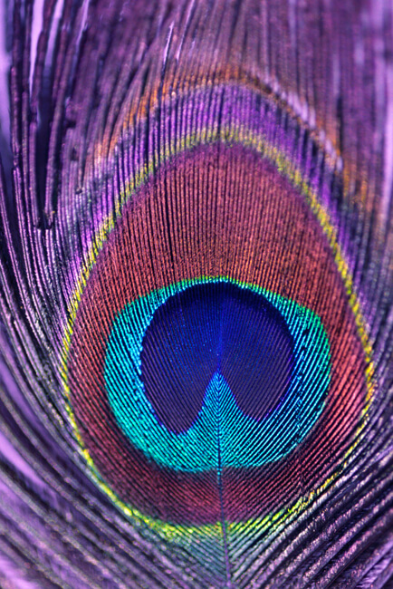 Peacock Eye Peacock Eye