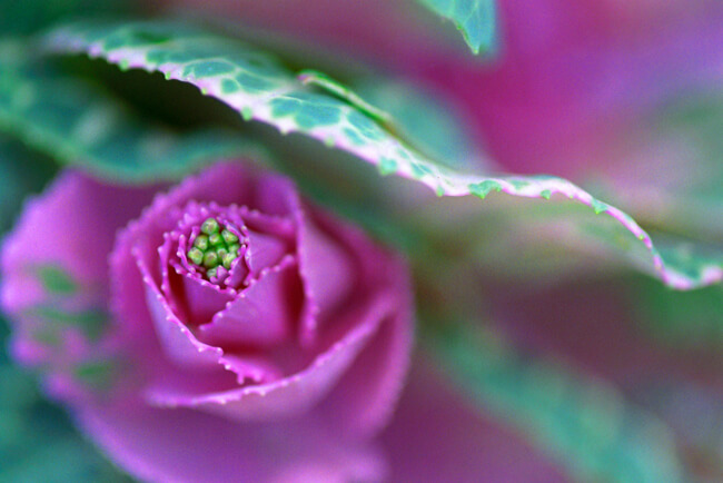 Flowering Kale - Crane Pink Flowering Kale - Crane Pink