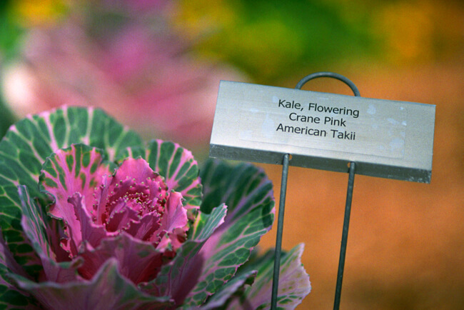 Flowering Kale - Crane Pink Flowering Kale - Crane Pink