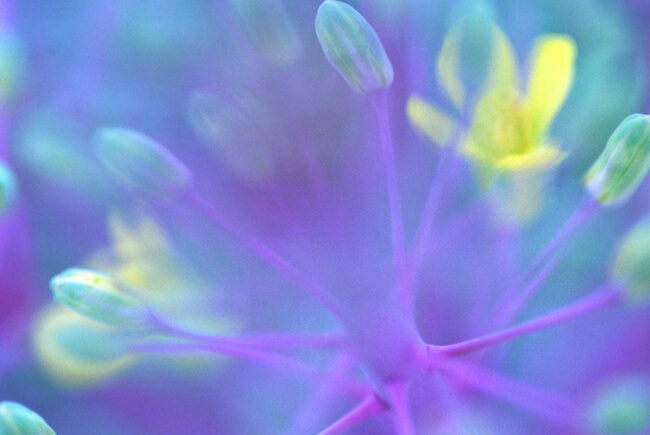 Flowering Kale - Coral Queen Flowering Kale - Coral Queen