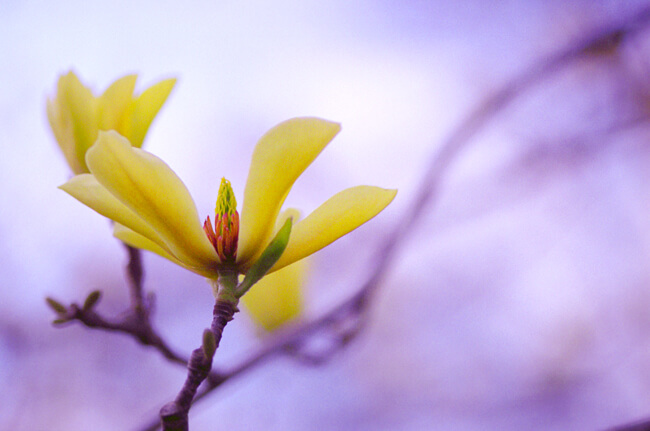 Magnolia in bloom Magnolia in bloom