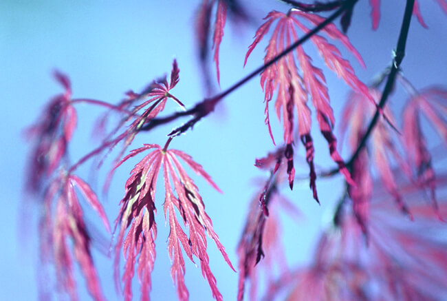 Japanese Maple Japanese Maple