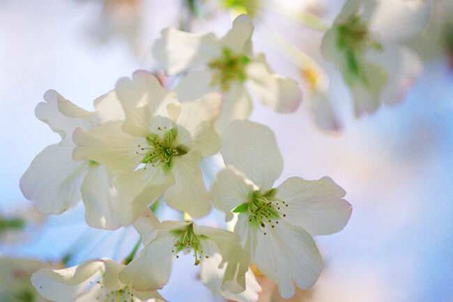 Yoshino Cherry in bloom Yoshino Cherry in bloom