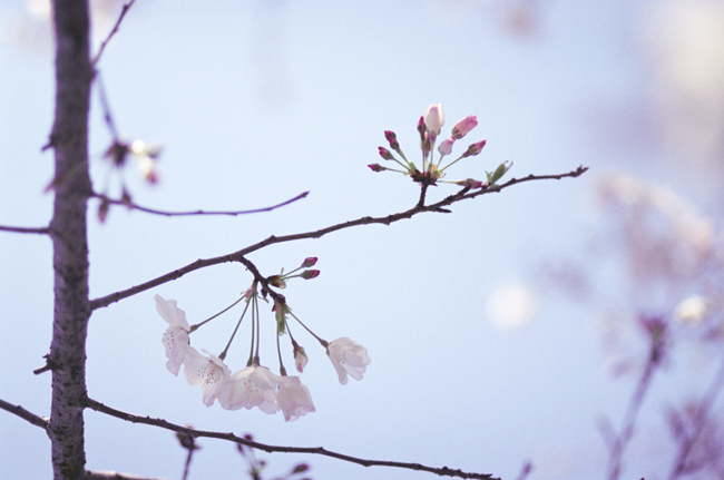 Yoshino Cherry Yoshino Cherry