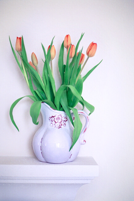 Tulips Tulips