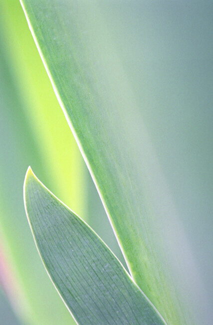 Iris - Foliage Iris - Foliage