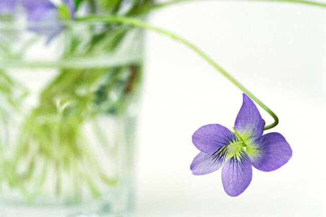 Violet - Viola missouriensis Violet - Viola missouriensis