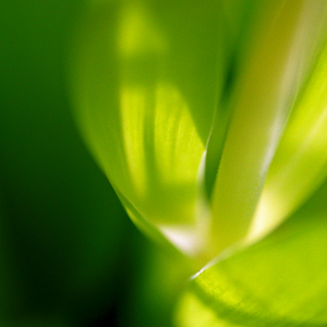 Luminous