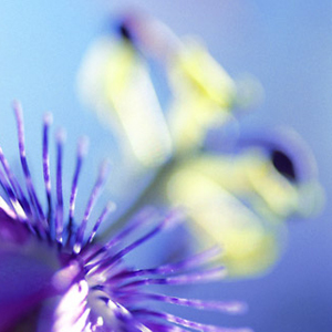 Passiflora