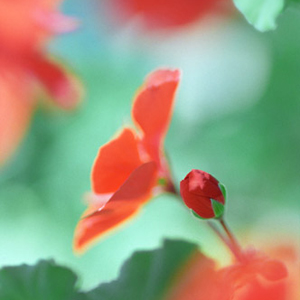 Geranium